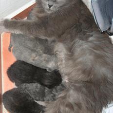 Blanding af racer Skater