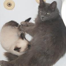 Blanding af racer Skater