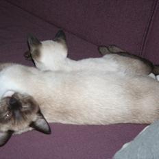 Blanding af racer Jackson