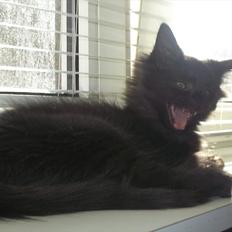 Norsk Skovkat DK Kaunas Cody