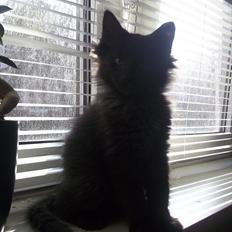 Norsk Skovkat DK Kaunas Cody