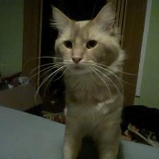 Maine Coon Basse