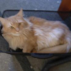Maine Coon Basse