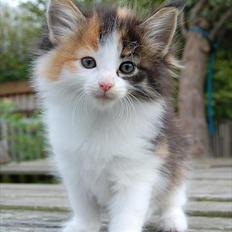 Norsk Skovkat Thomanis Gisele Bündchen