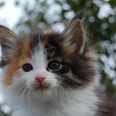 Norsk Skovkat Thomanis Gisele Bündchen