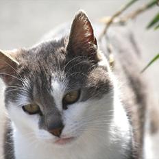 Blanding af racer KISSER