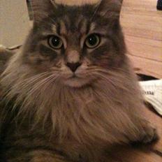 Maine Coon Nila