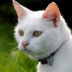 Blanding af racer Alaska