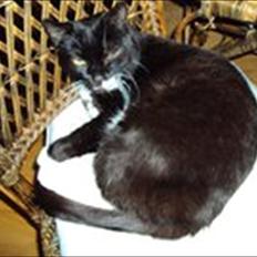 Huskat Lucky *Mit et og alt* R.I.P