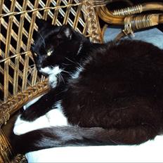 Huskat Lucky *Mit et og alt* R.I.P