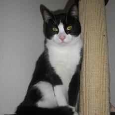 Huskat ZigZag (TykZag) 