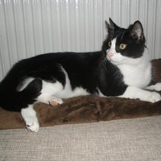 Huskat ZigZag (TykZag) 