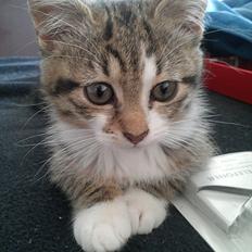 Blanding af racer Molly