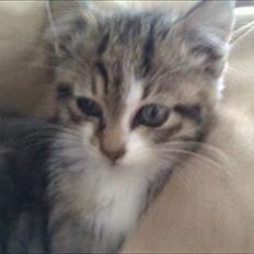 Blanding af racer Molly