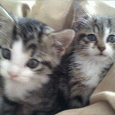 Blanding af racer Molly