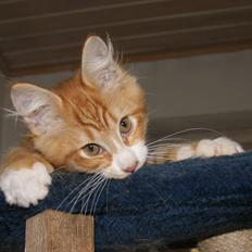 Maine Coon Ludvig Due Jensen