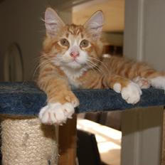 Maine Coon Ludvig Due Jensen