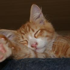 Maine Coon Ludvig Due Jensen