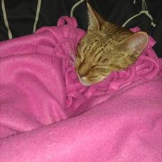 Ocicat Sarah