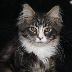 Blanding af racer Laksi