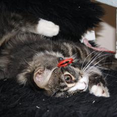 Blanding af racer Laksi