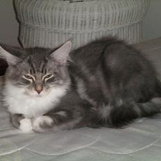 Maine Coon Aeneas #Neas#