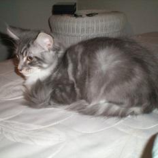 Maine Coon Aeneas #Neas#