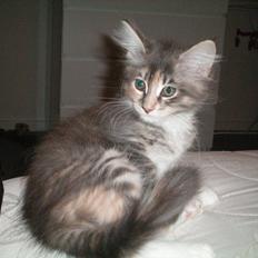 Maine Coon Ifigenia #Iffi#
