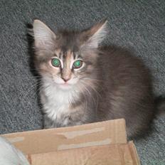 Maine Coon Ifigenia #Iffi#