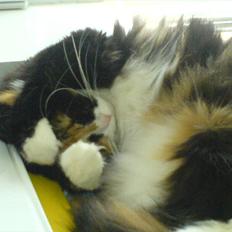 Blanding af racer Kispus