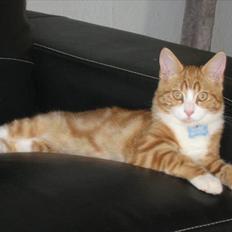 Blanding af racer Sacko