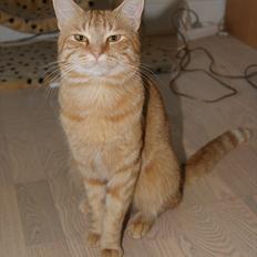 Blanding af racer Banditten