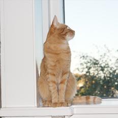 Blanding af racer Banditten