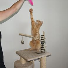 Blanding af racer Banditten