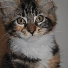 Maine Coon Solgt.. Felina