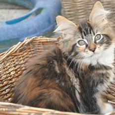 Maine Coon Solgt.. Felina