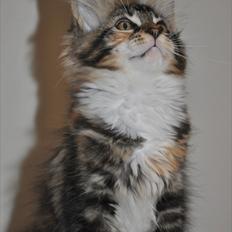 Maine Coon Solgt.. Felina