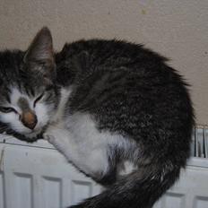 Blanding af racer Tiger<3 :-D