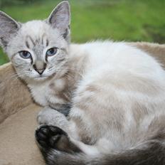 Blanding af racer Zazu