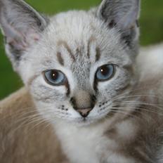 Blanding af racer Zazu