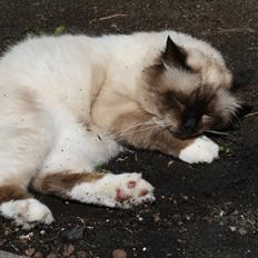 Hellig Birma Maupets Ronaldo (Noller)