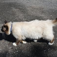 Hellig Birma Maupets Ronaldo (Noller)