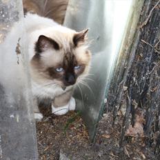 Hellig Birma Maupets Ronaldo (Noller)