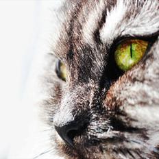 Maine Coon Fendi