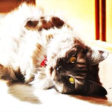 Maine Coon Fendi