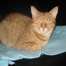 Ocicat Sarah