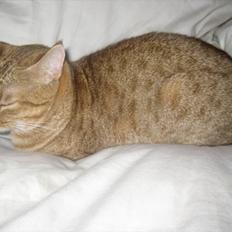 Ocicat Sarah