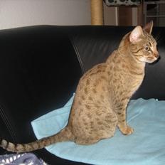 Ocicat Vanessa