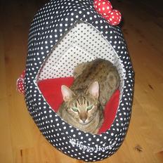 Ocicat Vanessa