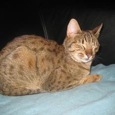 Ocicat Vanessa